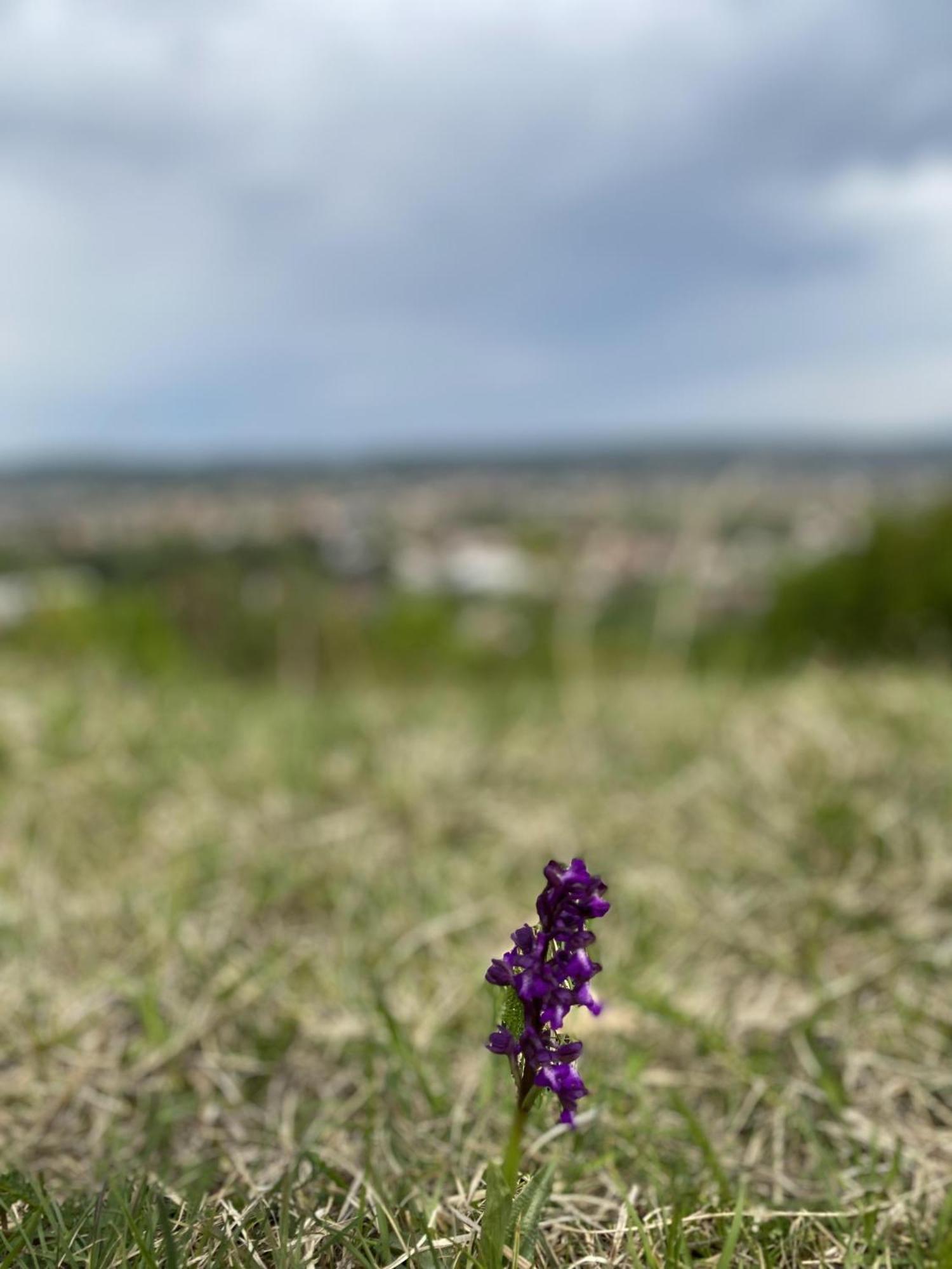 Apartman Mina Mataruska Banja Esterno foto