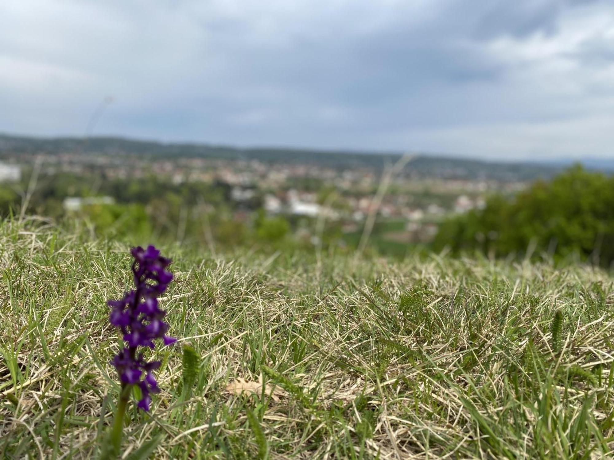 Apartman Mina Mataruska Banja Esterno foto