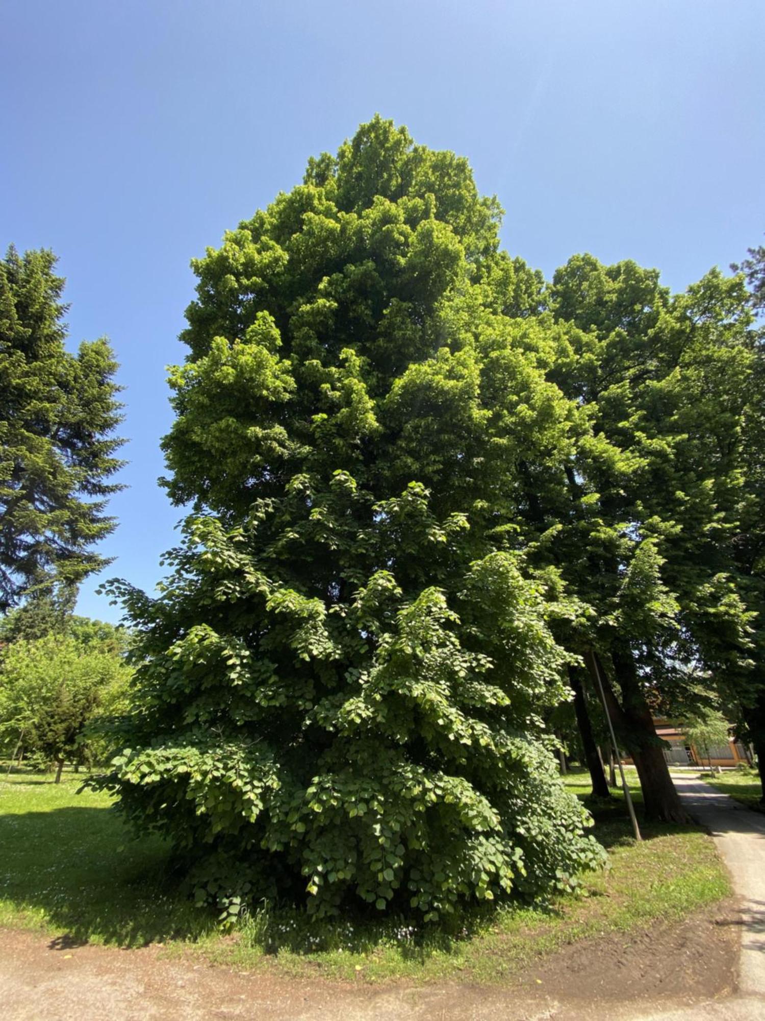 Apartman Mina Mataruska Banja Esterno foto